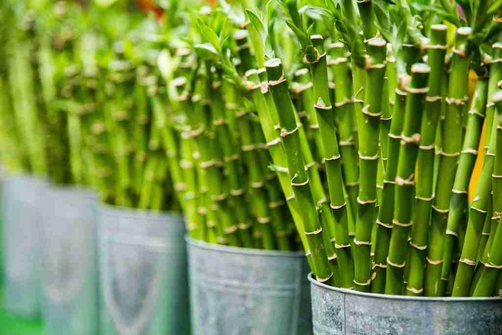 A picture of bamboo as a food for pandas instead of meat