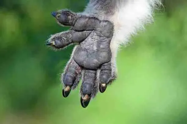 Koalas Semi Opposable Thumbs 