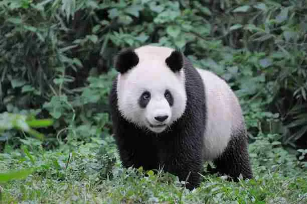 Giant Panda in a forest