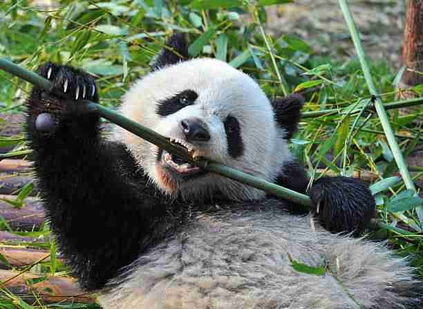 Giant panda eating bamboo leaves