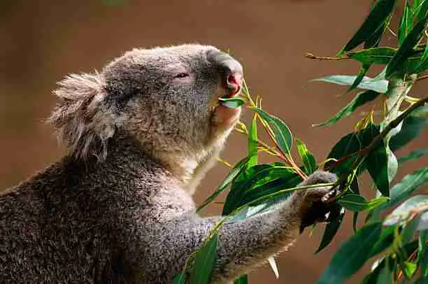Koala eating eucalyptus leaves