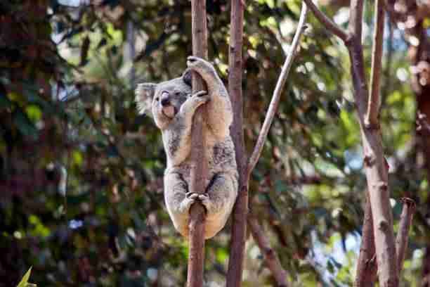 A Young Koala Climbing 