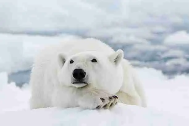 Polar Bear - Close Relative to a Giant Panda 