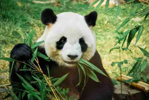 Giant Pandas - Bamboo-Eating Bears 
