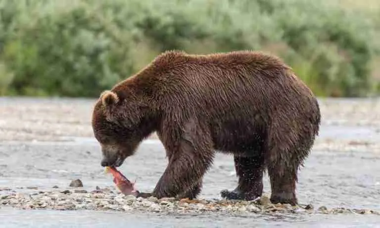 Are Grizzly Bears Omnivores or Carnivores? (Complete Guide!)