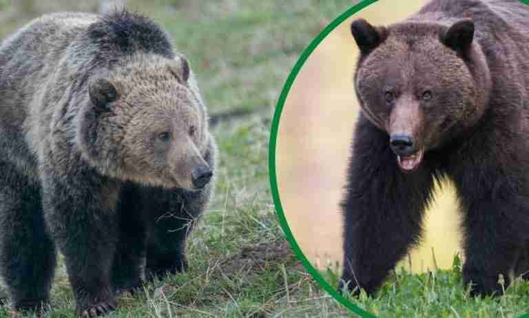 are-grizzly-bears-and-brown-bears-the-same