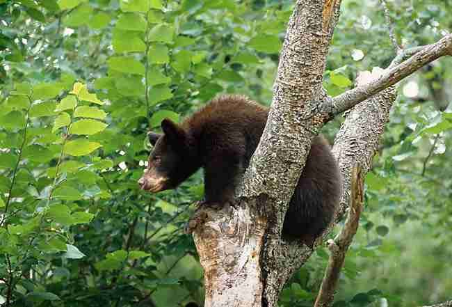 A bear cub on top of a tree
