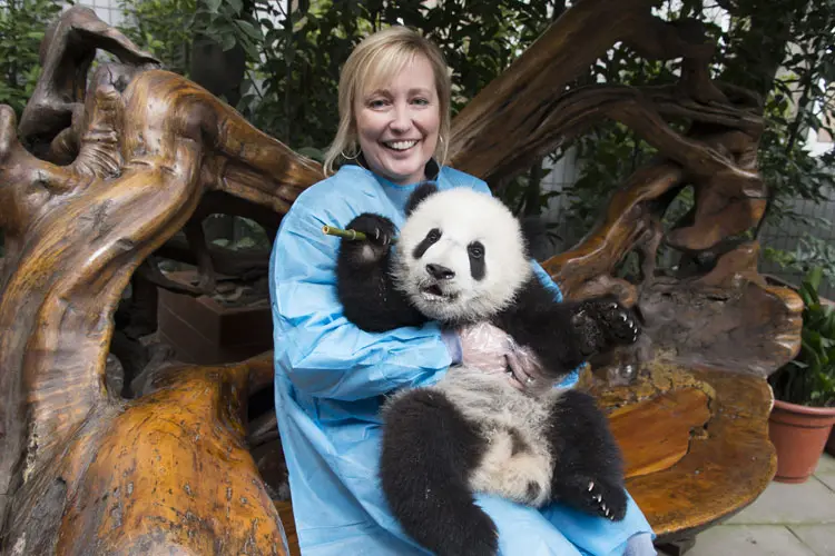 A photo of a panda nanny hugging a panda cub