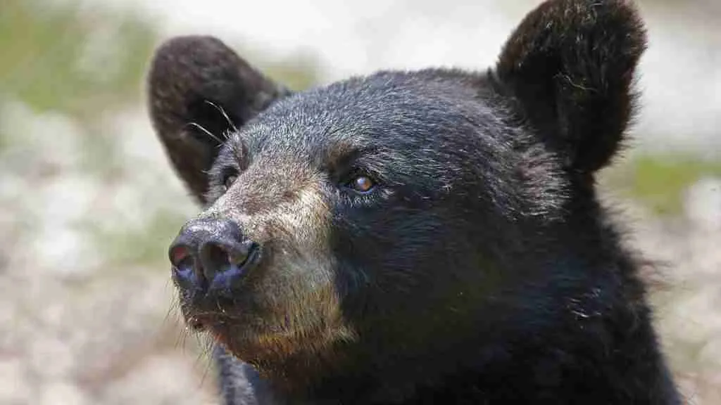 A photo of  a black bear without whiskers