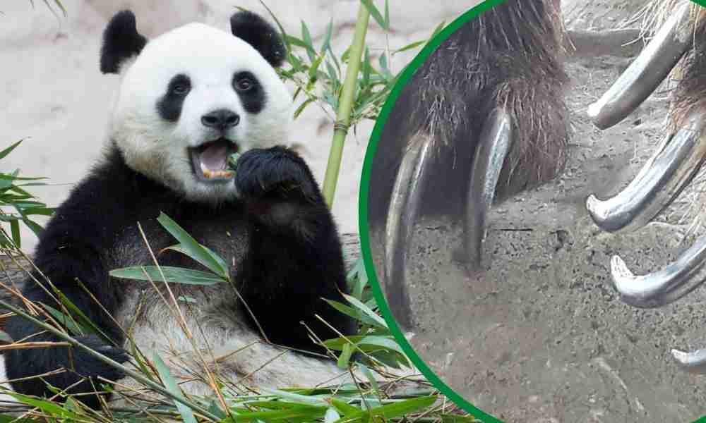 Do Giant Pandas Have Claws? (5 Things You Need To Know!)