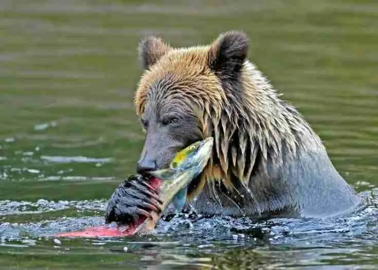 A grizzly bear eating eating salmon fish