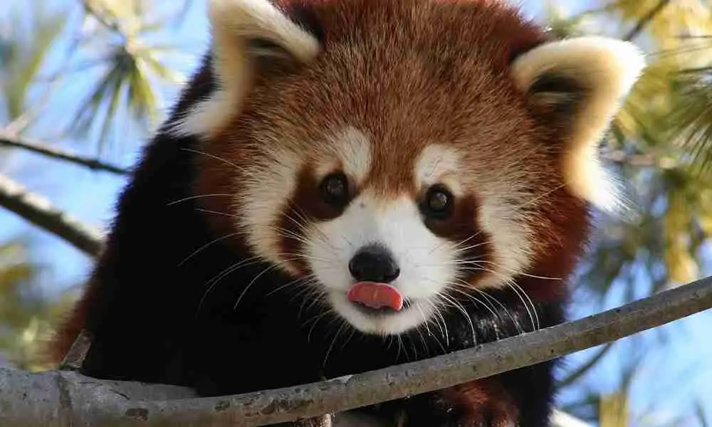 Red panda's tongue for smelling