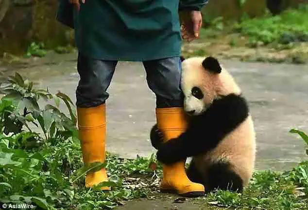A photo showing a panda hugging the keeper's leg. 