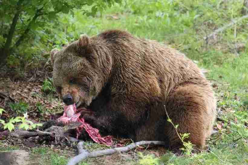 Photo of a grizzly bear eating meat