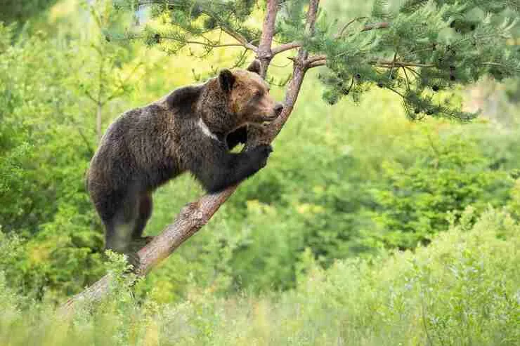 An adult grizzly bear  climbing a tree