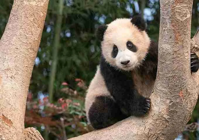 Fu Bao (First Panda Born in South Korea)