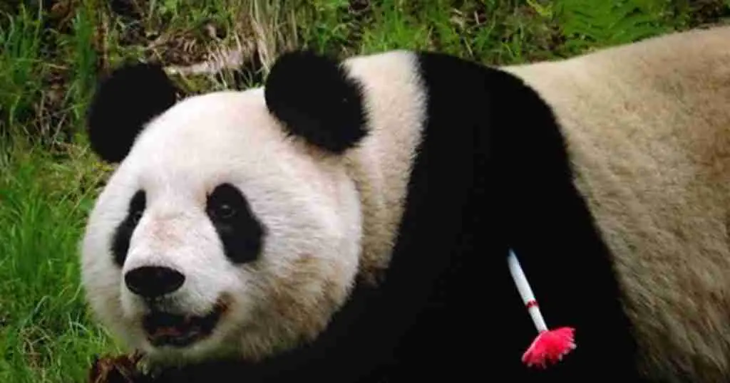 Xiang Xiang - the first panda born in captivity
