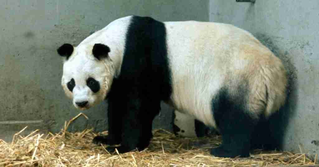 Chi Chi (London Zoo Most Beloved Panda) - One of the Most Famous Giant Pandas in History 