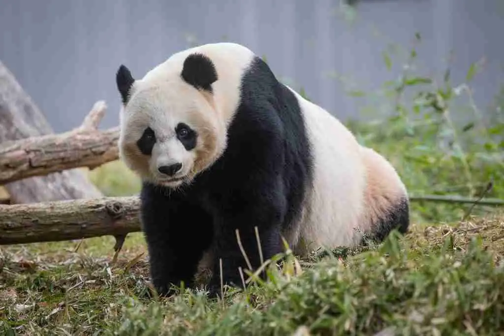 Mei Xiang at the National Zoo - A Famous Female Giant Panda 