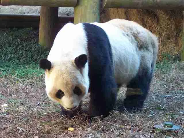 Yanyang (Famous Giant Panda in The US)