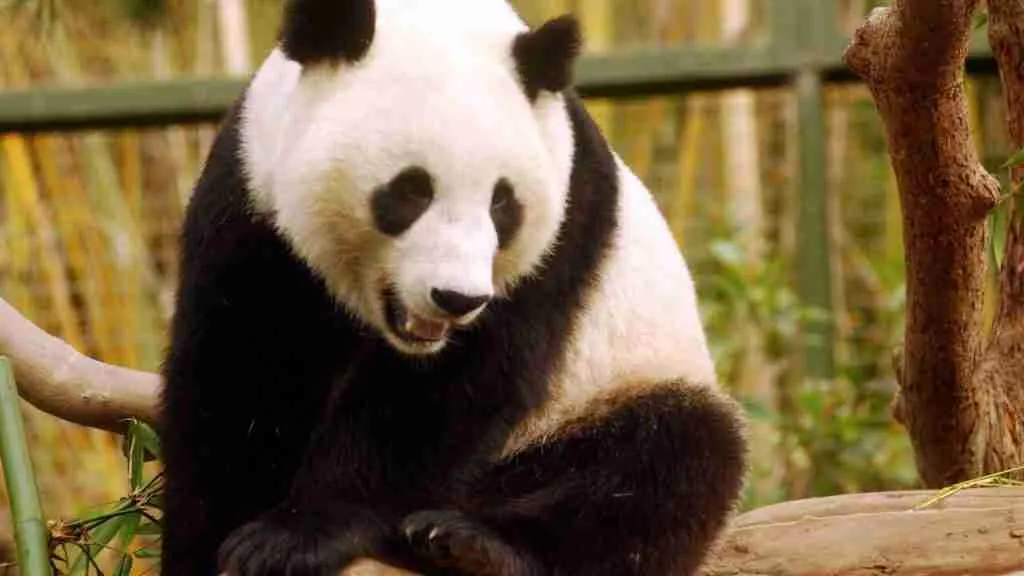 Hua Mei - a famous giant panda in San Diego Zoo