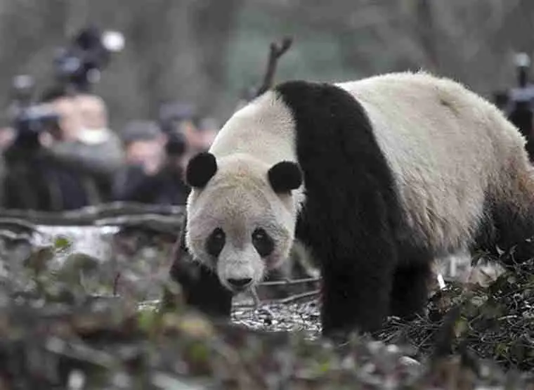 Tai Shan in His New Home in China - One of the Most Popular Giant Pandas in the World 