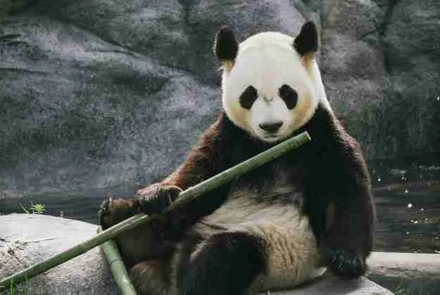 Er Shun - Famous Female Panda in Canada