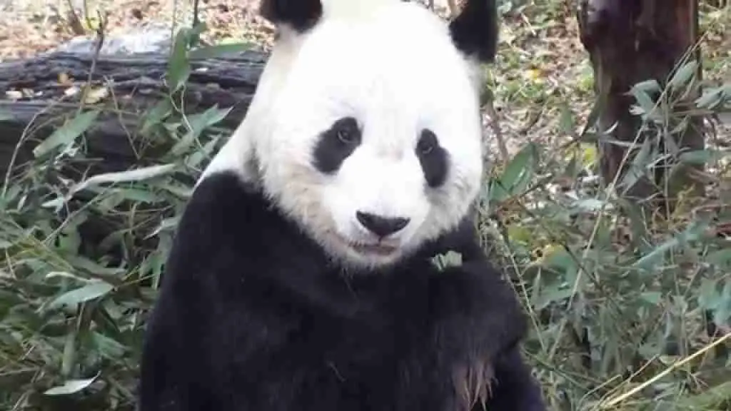 Gu Guy - Aggressive Male Panda in Beijing Zoo