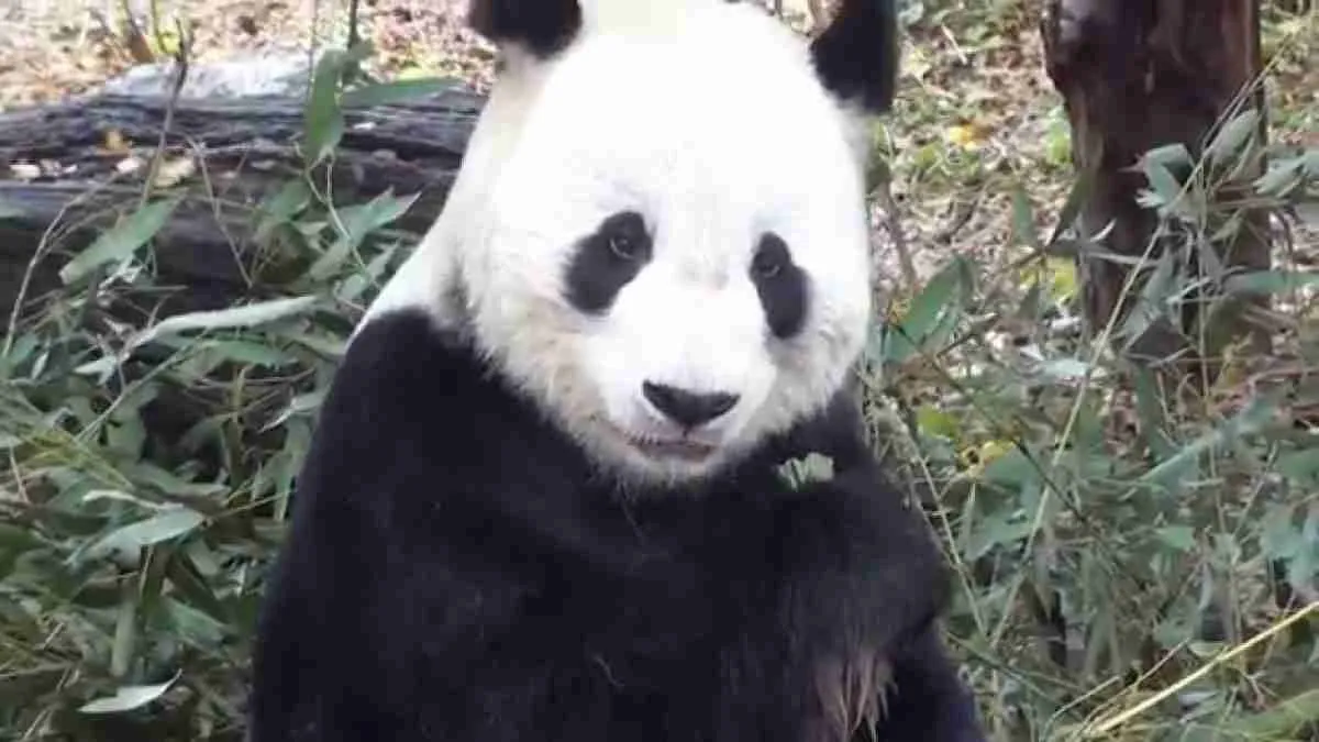 17 Most Famous Giant Pandas Worldwide (w/ Pictures!)