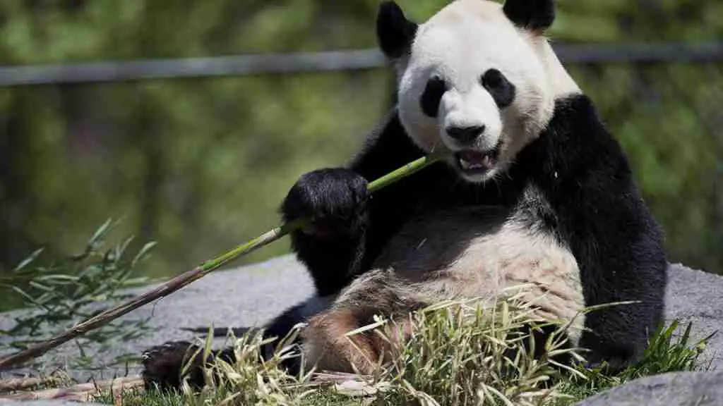 Da Mao Eating Bamboo in Canada - One of the Most Famous Male Giant Pandas