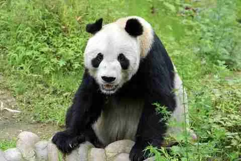 Pan Pan (Panda Grandpa) - One of the Most Famous Male Giant Pandas