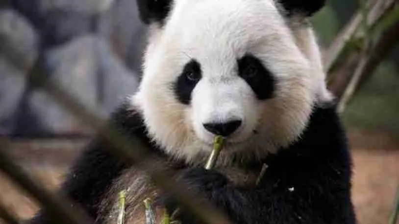 Lun Lun - a famous giant panda in Zoo Atlanta