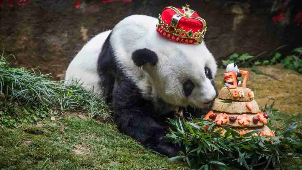 Basi (a Famous panda in Beijing) celebrating his 37th birthday