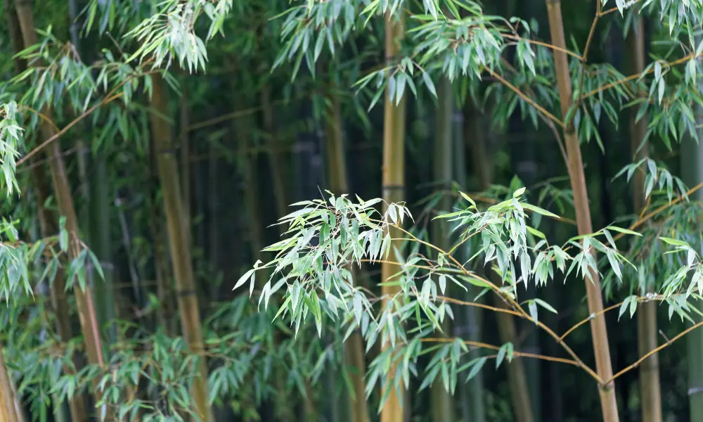Bisset bamboo (Phyllostachys bissetii) - Food for red pandas