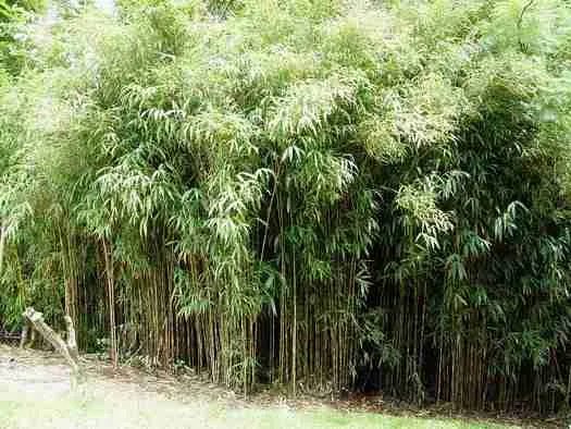 Arrow bamboo - Food of Red Pandas