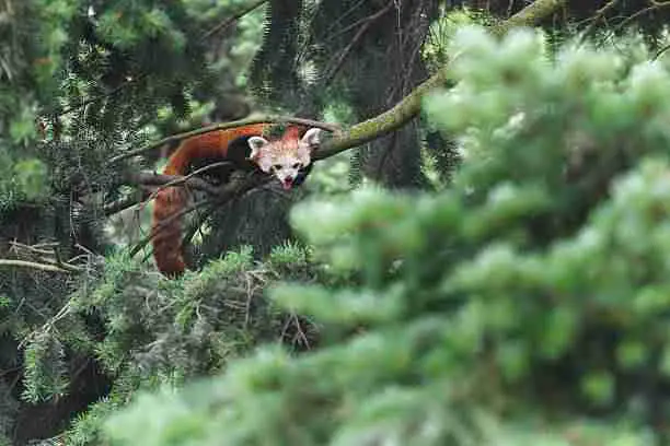 A Red Panda Living in the Himalayan Region