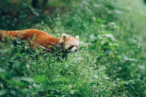 Red Panda in it's Natural Habitat 