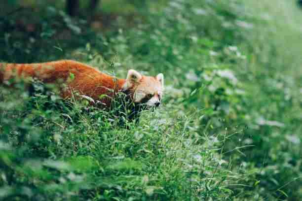 Red Panda in it's Natural Habitat 