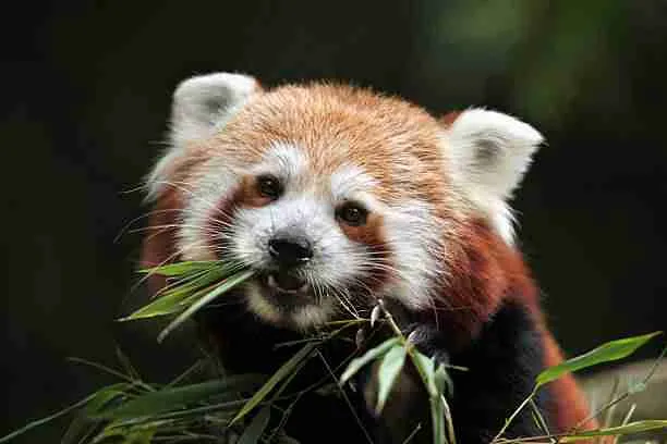 Red Panda - A Bamboo-Eating Creature