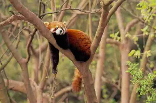 Red Panda on a Tree