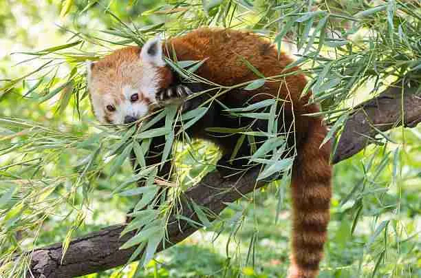 Red Panda on a Tree Branch Eating Bamboo