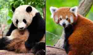 The 8 Similarities of Giant Pandas and Red Pandas (Explained!)