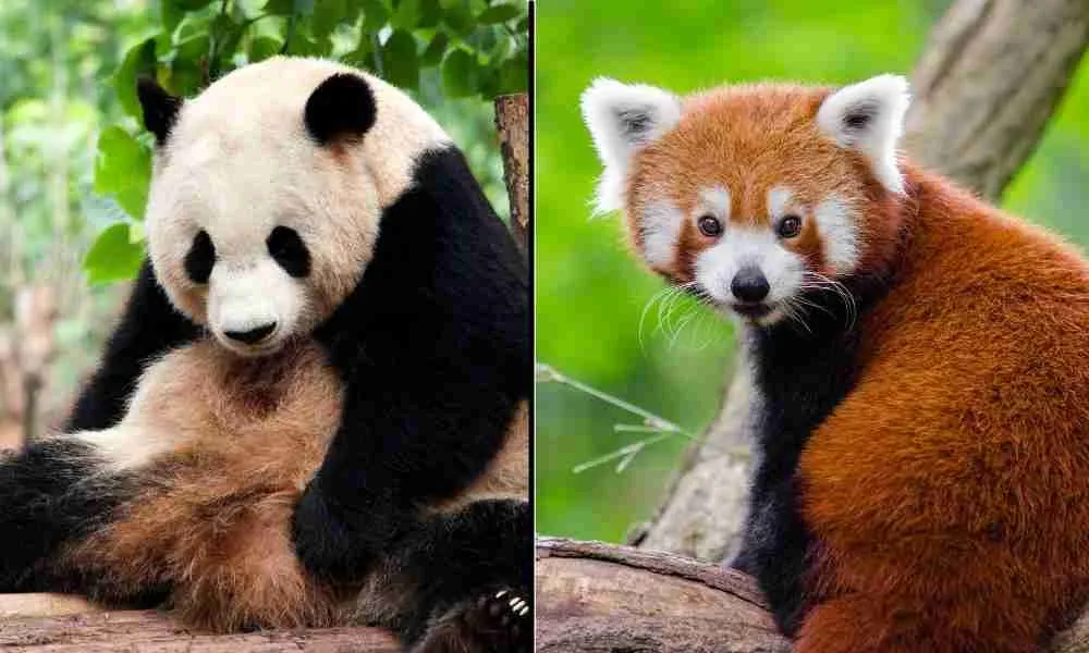 The 8 Similarities of Giant Pandas and Red Pandas (Explained!)