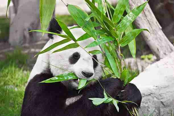 Giant Panda Eating Bamboo 