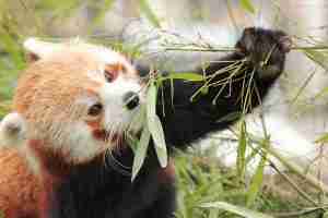 The 8 Similarities of Giant Pandas and Red Pandas (Explained!)