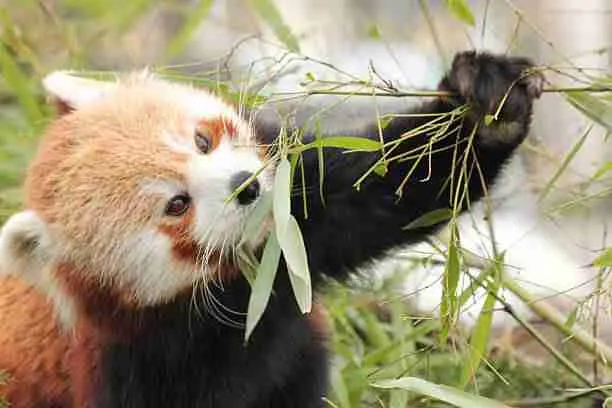 Red Panda Eating Bamboo 