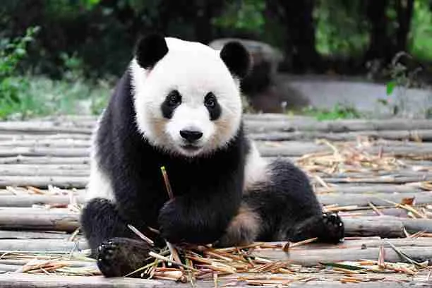 A Cute Giant Panda Sitting 