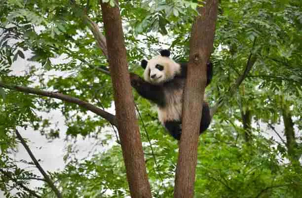A Giant Panda Climbing a Tree 