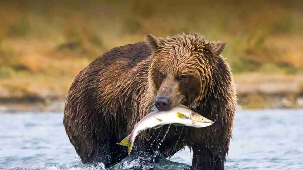 Grizzly bear eating salmon fish
