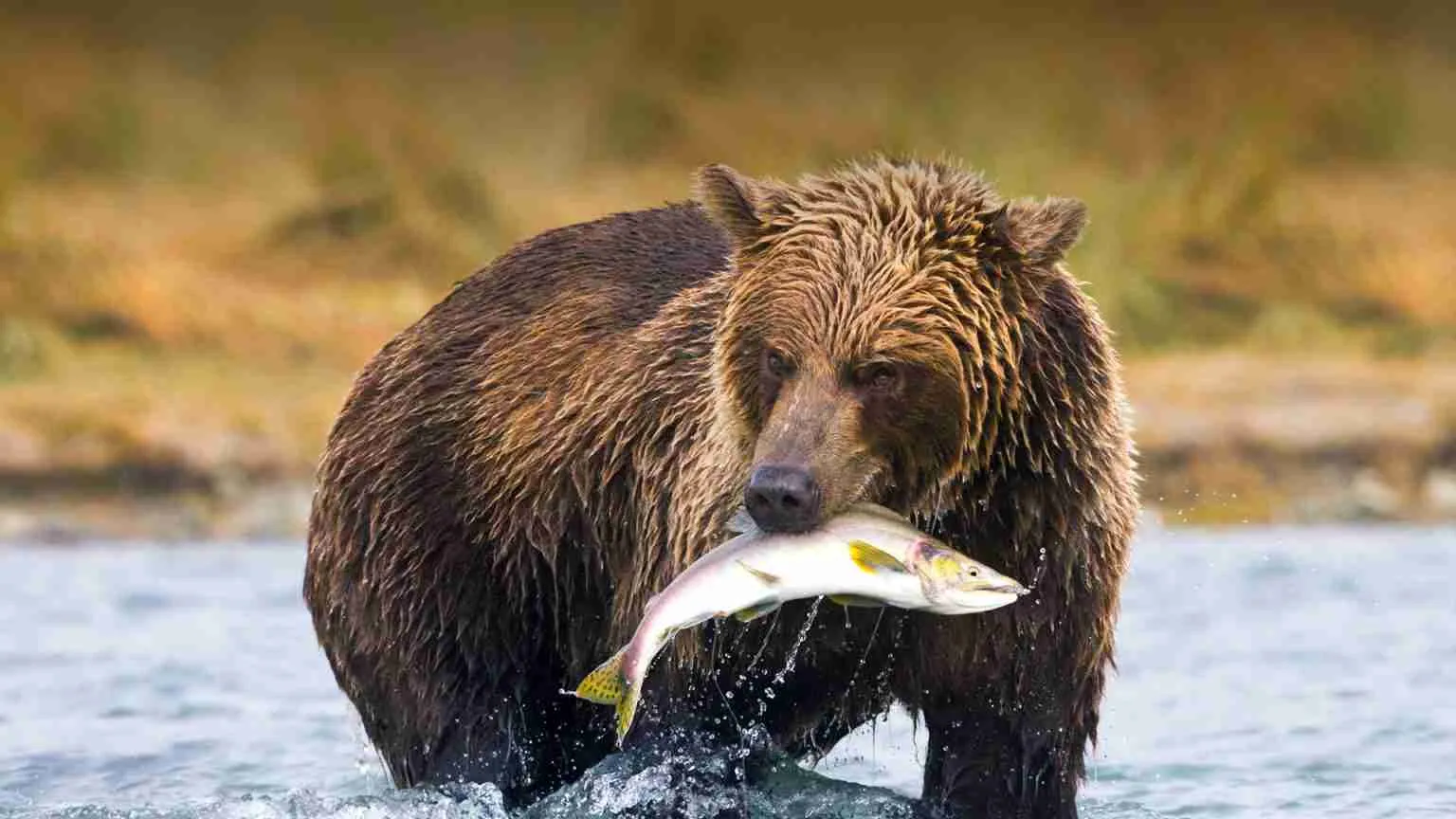 Are Grizzly Bears Omnivores or Carnivores? (Complete Guide!)